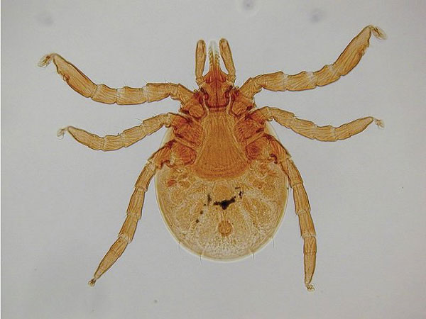 Экстенсивность заражения Ixodes ricinus Borrelia burgdorferi
