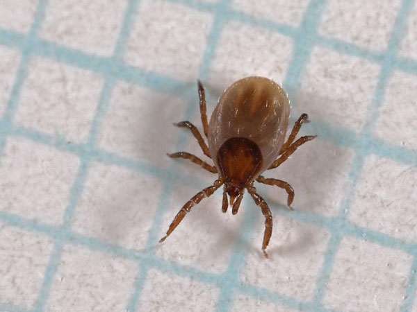 Выявление возбудителя Borrelia burgdorferi в клещах