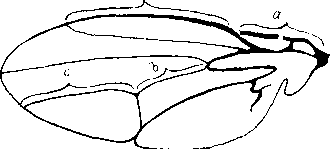 Схема промеров крыла Схема промеров крыла