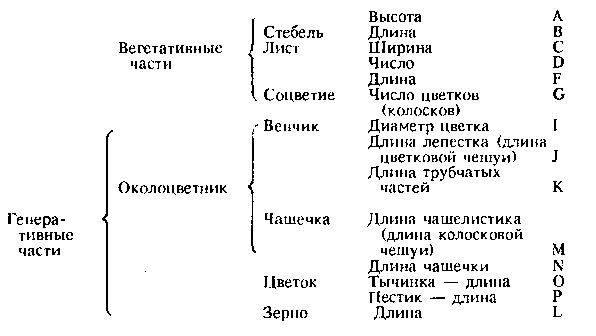Популяции D. melanogaster Тирасполя
