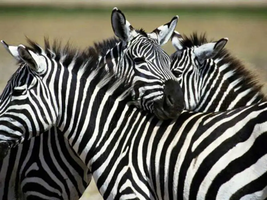 Селекционный путь накопления мутаций Селекционный путь накопления мутаций