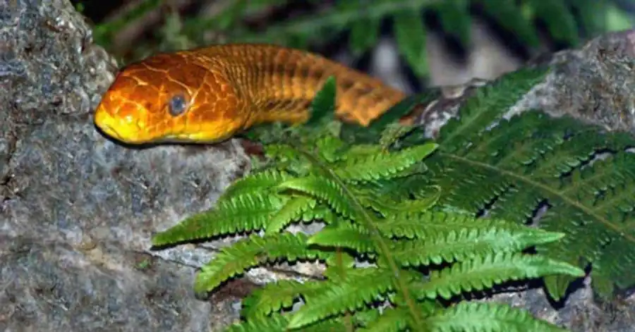 Гетероцикличность отцовского и материнского наборов хромосом Гетероцикличность отцовского и материнского наборов хромосом