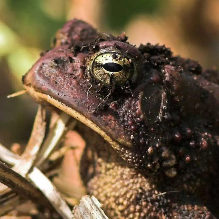 Межгеномная гетероцикличность Межгеномная гетероцикличность