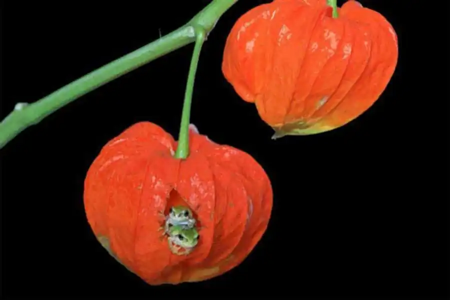 Результат гаплоидного партеногенеза Результат гаплоидного партеногенеза