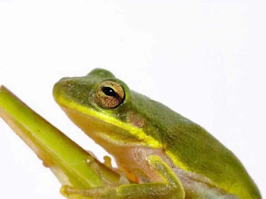 Валентность ядра как регулятор Валентность ядра как регулятор