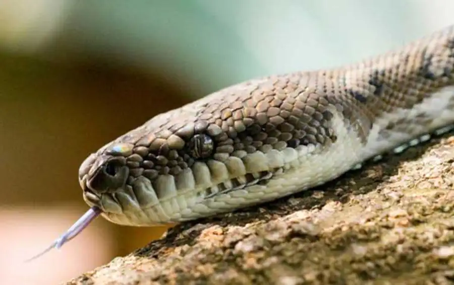 Генотипический подкласс генотипического класса Генотипический подкласс генотипического класса