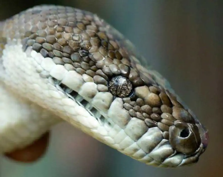 Валентность ядра как регулируемое явление Валентность ядра как регулируемое явление