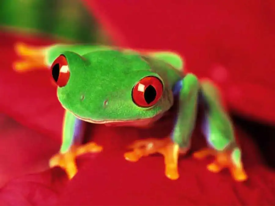 Эволюция половых хромосом Эволюция половых хромосом