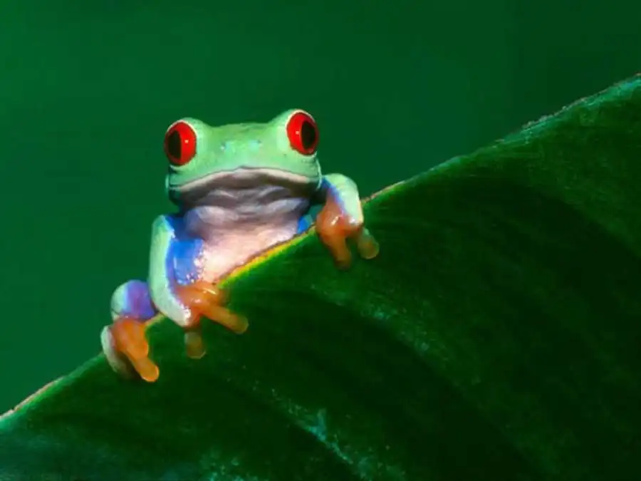 Гетерохроматизация отдельных участков хромосом Гетерохроматизация отдельных участков хромосом