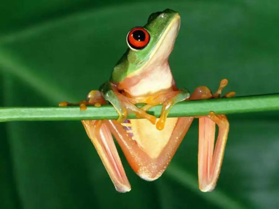 Оптимум дифференциальной валентности ядра Оптимум дифференциальной валентности ядра