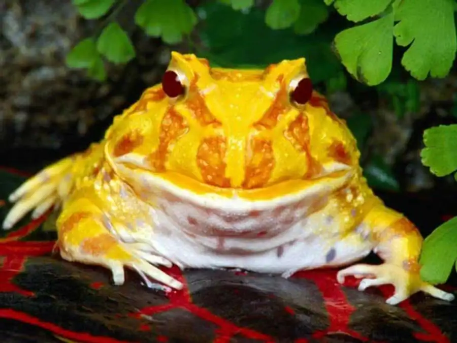 Диплоидия обеспечивает комбинативную изменчивость Диплоидия обеспечивает комбинативную изменчивость