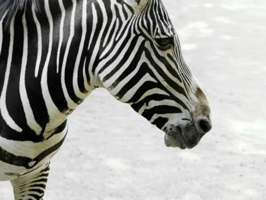 Нарушение истинной аллелии