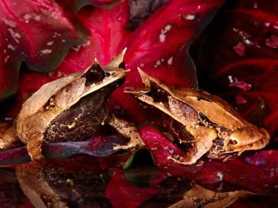 Литература по валентности ядра Литература по валентности ядра