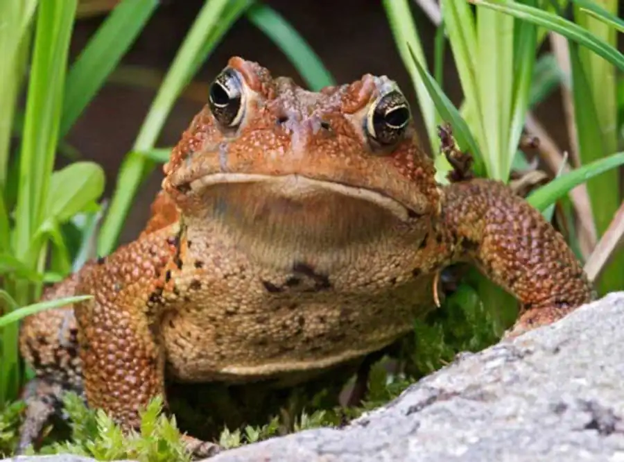 Литература по валентности ядра. Часть 3 Литература по валентности ядра. Часть 3