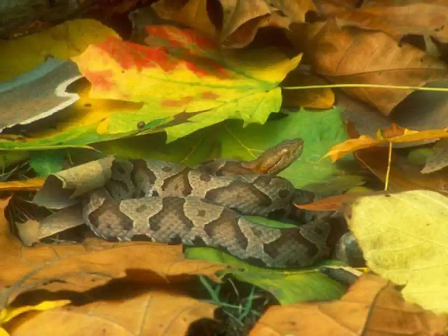 Литература по валентности ядра. Часть 4 Литература по валентности ядра. Часть 4