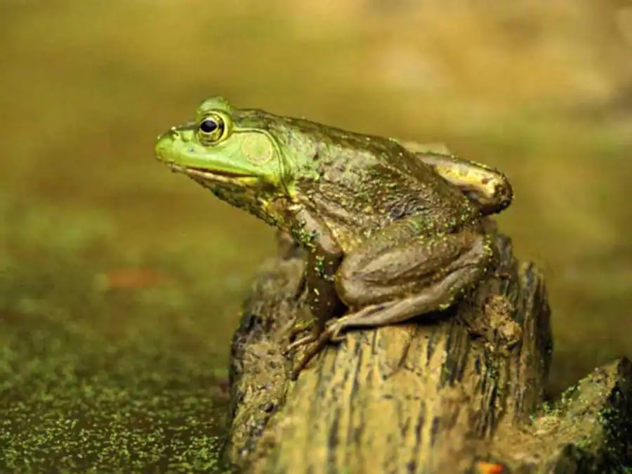 Литература по валентности ядра. Часть 6 Литература по валентности ядра. Часть 6