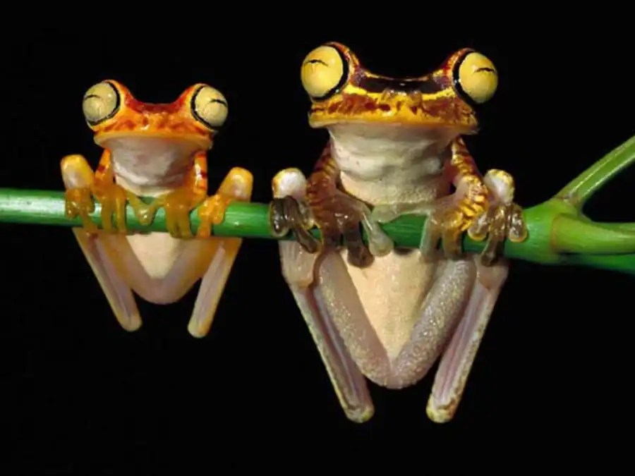 Отсутствие корреляций между размерами одних частей Отсутствие корреляций между размерами одних частей