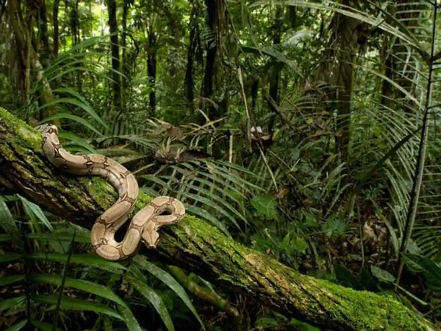 Экологическая интерпретация корреляционных плеяд Экологическая интерпретация корреляционных плеяд