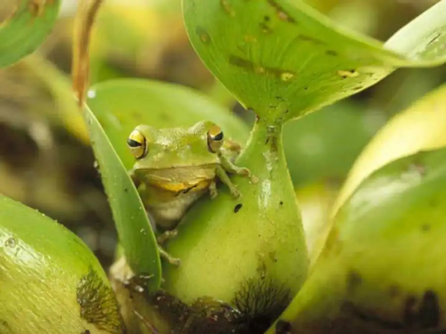 Изменчивость в явлении корреляционных плеяд Изменчивость в явлении корреляционных плеяд