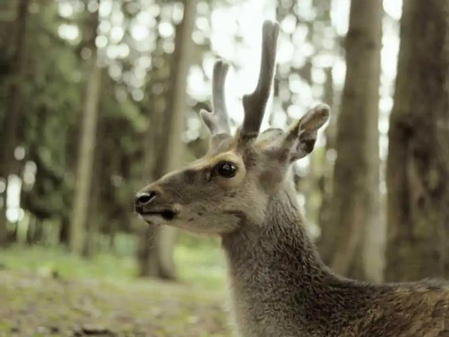 Цитогенетический и феногенетический анализ возникавших мутаций Цитогенетический и феногенетический анализ возникавших мутаций