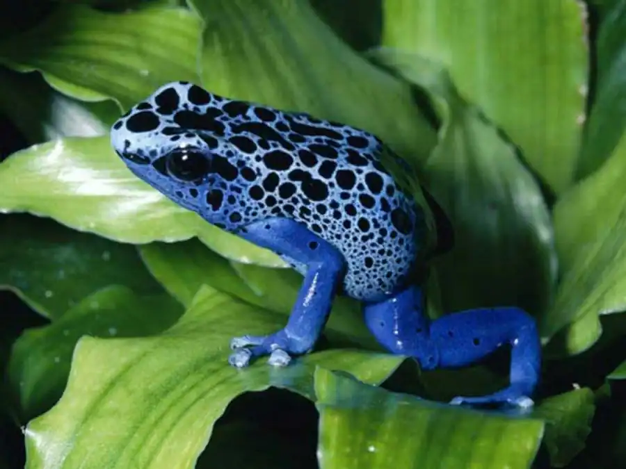 Наличие или отсутствие корреляционных плеяд Наличие или отсутствие корреляционных плеяд