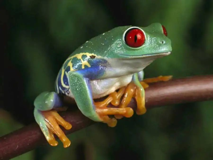 Механизм отбора, ответственный за возникновение корреляционных плеяд Механизм отбора, ответственный за возникновение корреляционных плеяд