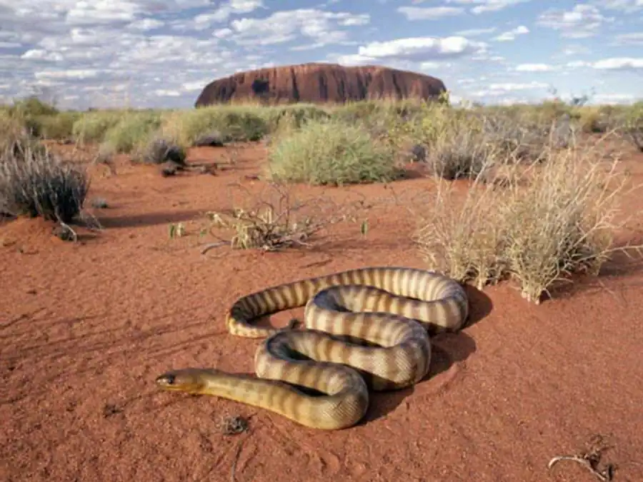 Возникновение автономности в эволюции Возникновение автономности в эволюции