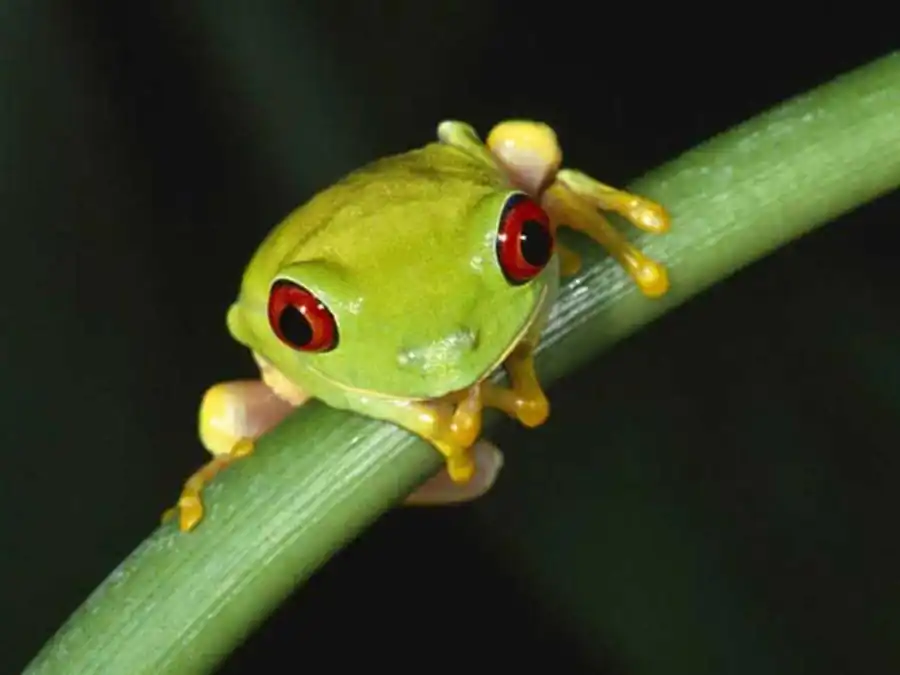 Общий зколого-зволюционный принцип корреляционных плеяд Общий зколого-зволюционный принцип корреляционных плеяд