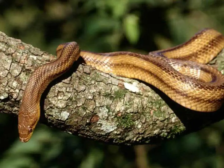 Корреляционные плеяды и стабилизирующий отбор Корреляционные плеяды и стабилизирующий отбор