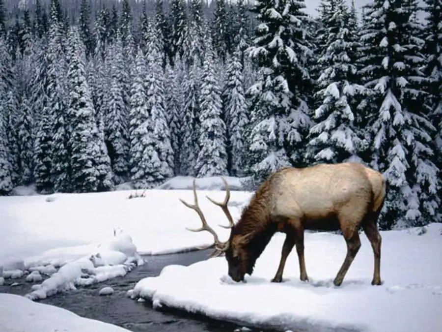 Феногенетические и эволюционные мутации гена Феногенетические и эволюционные мутации гена