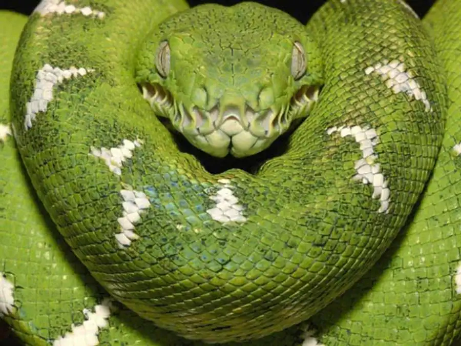 Изменчивость одного и того же органа у разных групп