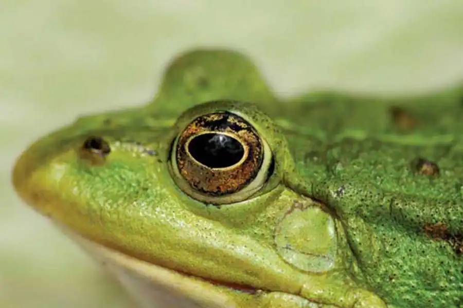 Связи в пределах вида Связи в пределах вида