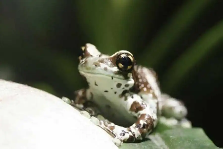 Коэффициенты корреляции, связывающие размеры «единицы расселения» Коэффициенты корреляции, связывающие размеры «единицы расселения»