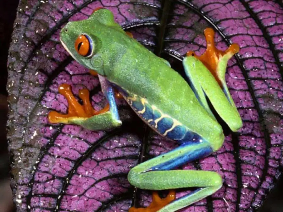 Изменчивость коэффициентов корреляции у четырех групп растений Изменчивость коэффициентов корреляции у четырех групп растений