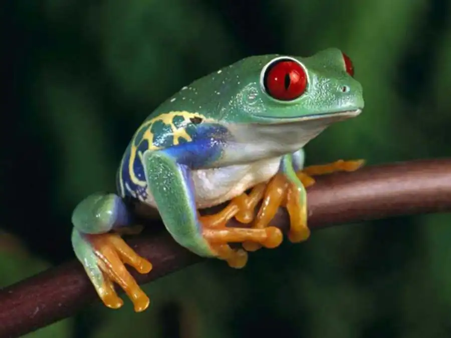 Изменчивость коэффициентов корреляции, относящихся к различным частям растений