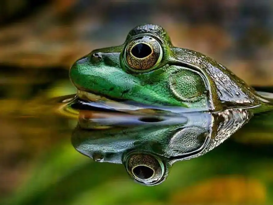 Изменчивость всех коэффициентов вариации и коэффициентов вариации размеров различных частей