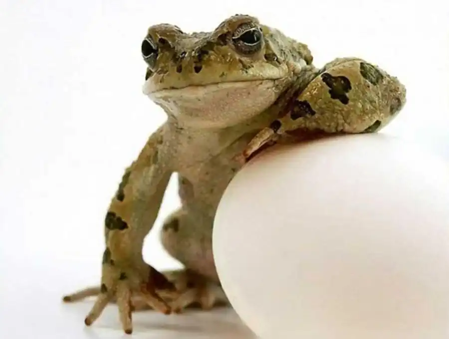 Сопоставление степени стабильности и независимости размеров различных частей растений