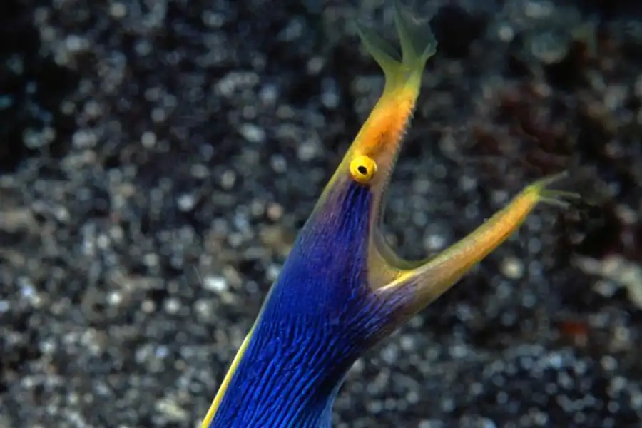 Формообразовательная реакция на воздействие компонентов среды