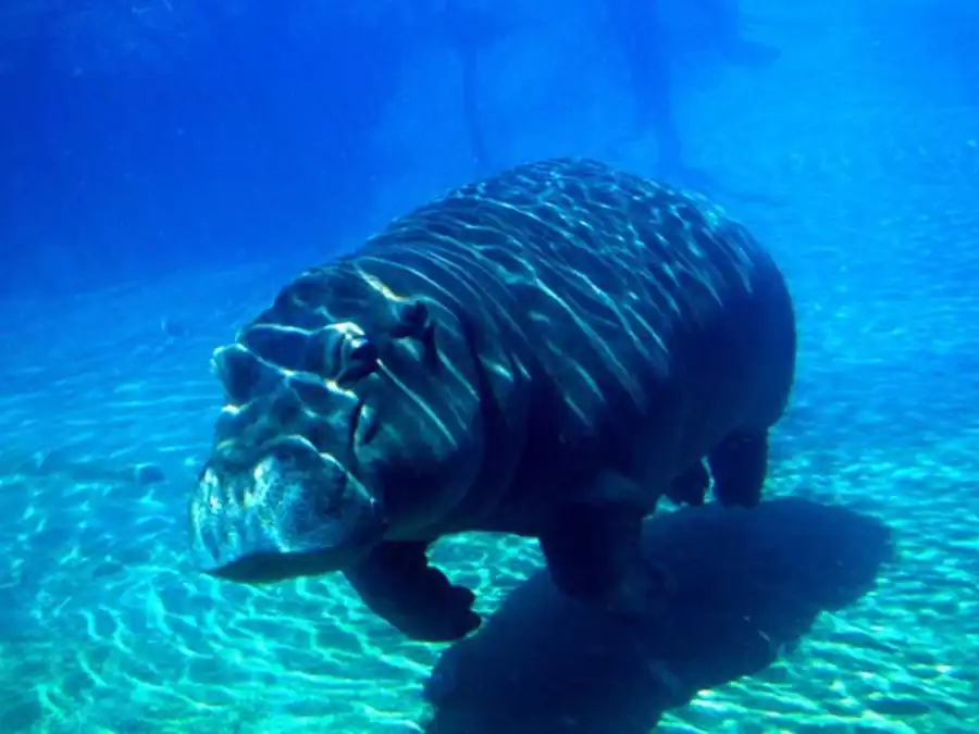 Возникновению гибридных комбинаций Возникновению гибридных комбинаций