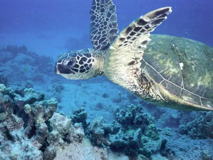  Значение корреляционных плеяд в систематике