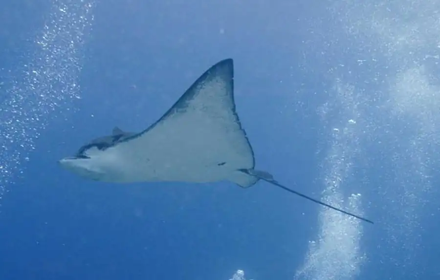 Хорологические, хронологические и репродукционные плеяды Хорологические, хронологические и репродукционные плеяды