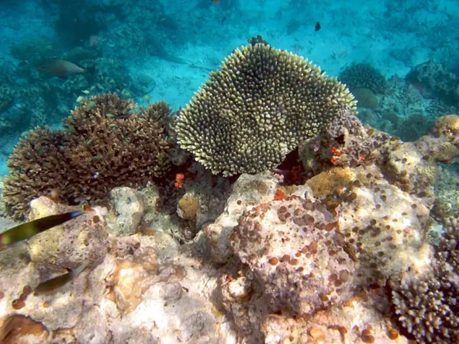Возникновение комплексов взаимообусловленных признаков Возникновение комплексов взаимообусловленных признаков