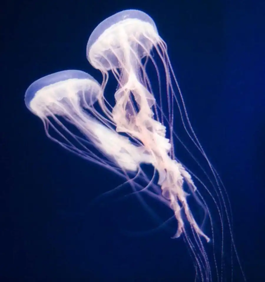 Устойчивость — неотъемлемая черта живой системы Устойчивость — неотъемлемая черта живой системы