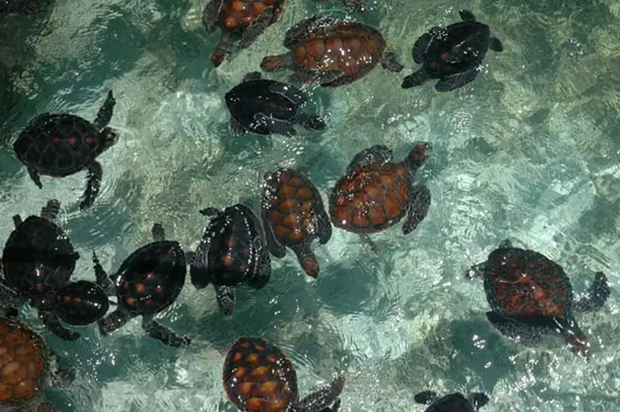 Живое вещество биосферы Живое вещество биосферы