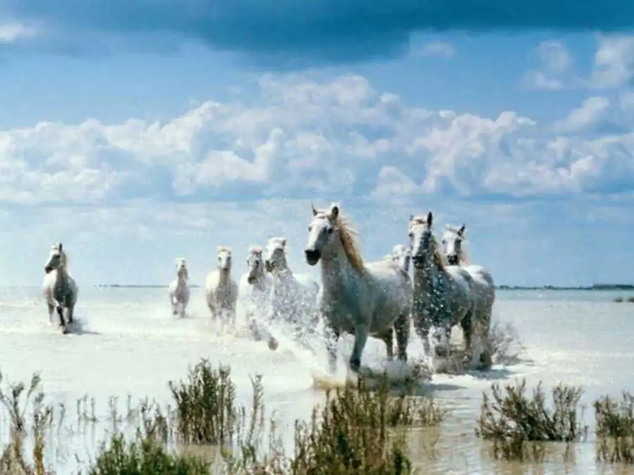 Разные уровни организации живого Разные уровни организации живого