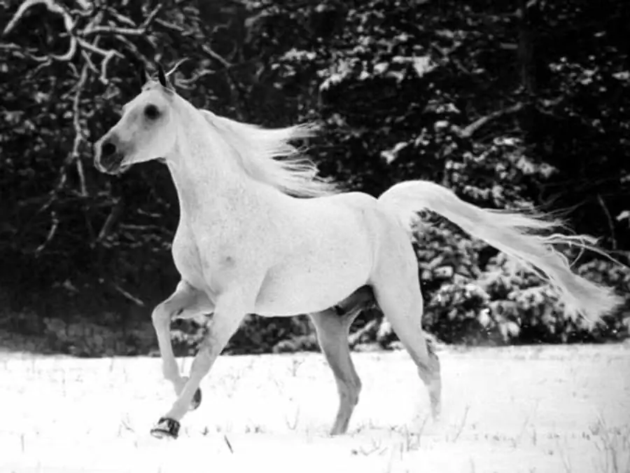 План теории живых систем План теории живых систем