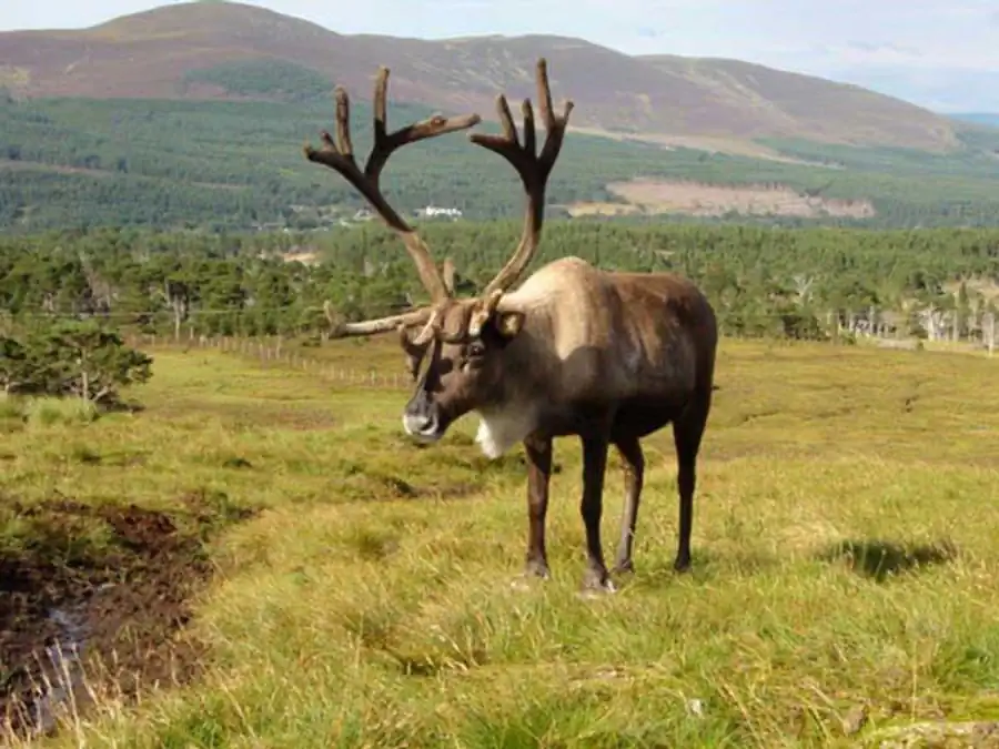 Мутабильность генов половых хромосом Мутабильность генов половых хромосом
