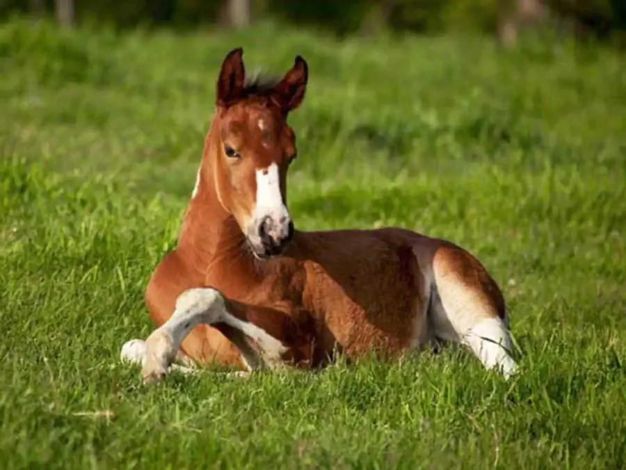Афагия или ограничение питания взрослой формы Афагия или ограничение питания взрослой формы