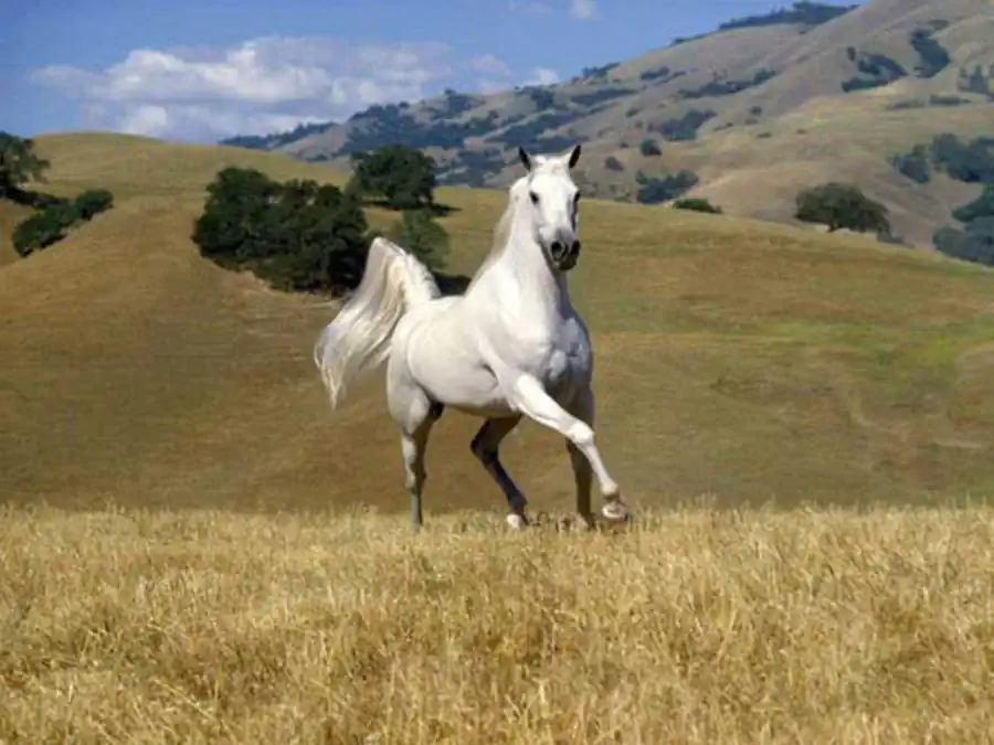 Эволюционная судьба различных видов