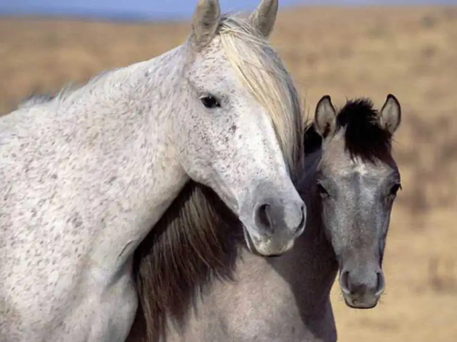 Экологические параллели по характеру семейного строя Экологические параллели по характеру семейного строя
